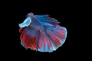 Dumbo Betta Siamese fighting fish, betta splendens (Halfmoon betta, Pla-kad (biting fish) isolated on black background.