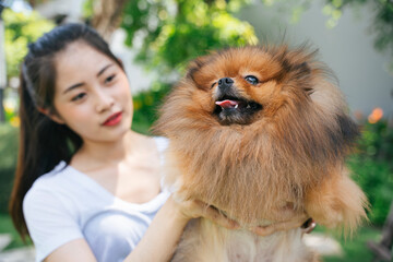 Asain owner lift up pomeranian spitz dog with both hands at park.