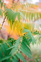 Yellow and green autumn leaves