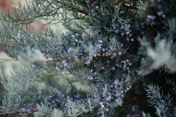 Evergreen tree branches with blue berries