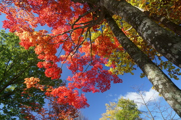 秋のカラフルな楓の紅葉