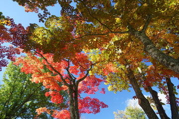 秋のカラフルな楓の紅葉