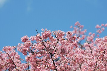 ３月頃に咲く早咲の一種でオカメ桜という桜です
