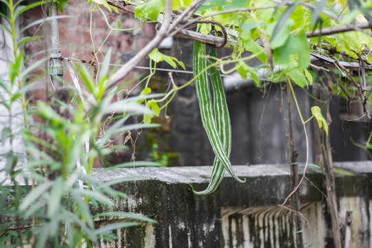 organic green snake gourd vegetable in home garden in india hanging from vine.This vegetable is widely used in asian cuisine.