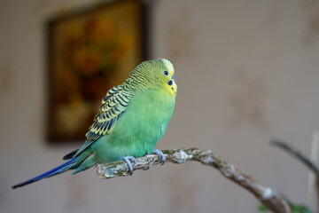Green and yellow budgie playing at home. Home environment.