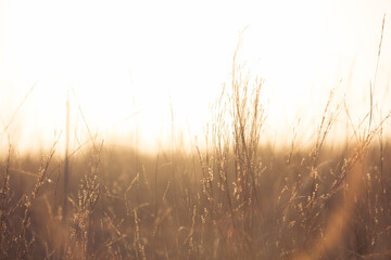 Golden Field