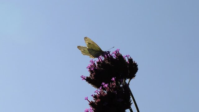 White Pierid Butterfly Pollinating Purpletop Vervain Flower