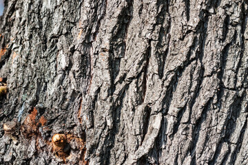 brown and gray bark of an old tree in an autumn fall park.