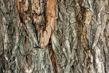 brown and gray bark of an old tree in an autumn fall park.