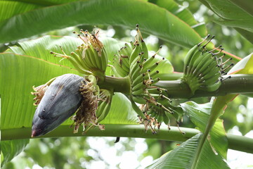 banana tree on the beach