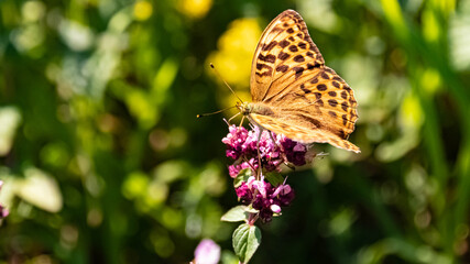 Macro of a beautiful fritillary butterfly on a flower