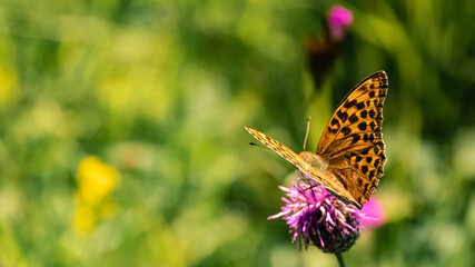 Macro of a beautiful fritillary butterfly on a flower