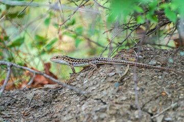 The Balkan wall lizard, lat. Podarcis tauricus, standing on ground with green background, full length.