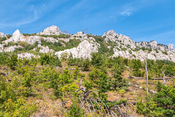 Fallen pines on the slope of a high rocky mountain. High stone rock and the forest on a hillside in the fog on blue sky background. Fallen pines on the steep slope of a high rocky mountain.