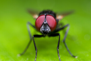 Macro Photo of Black Blowfly on Green Leaf