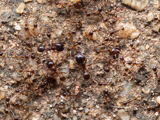 Macro Photo of Group of Soldier Big Headed Ant with Worker Ants on The Ground