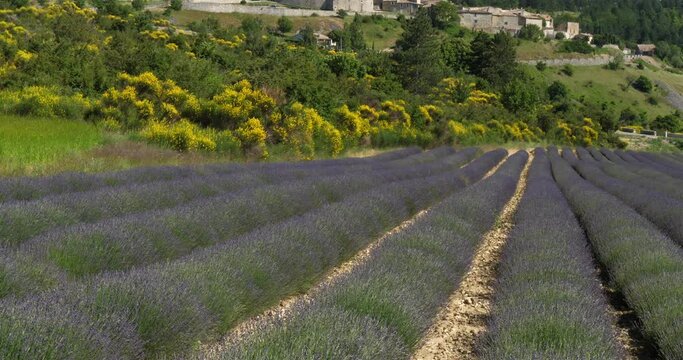 Field of lavenders . In the background is the village named Aurel