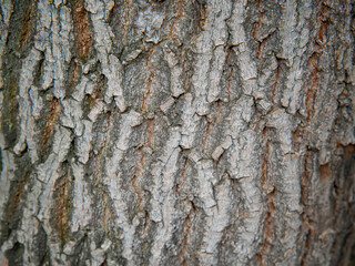 tree bark texture with blurred edges.