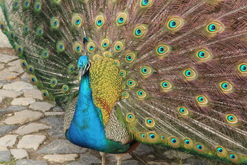 Stunning Peacock Close Up