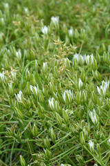 オオアマナ　ユリ科