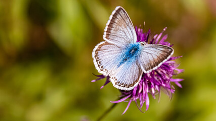 Macro of a beautiful blue butterfly on a flower