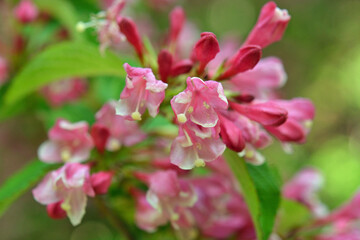 タニウツギ　スイカズラ科