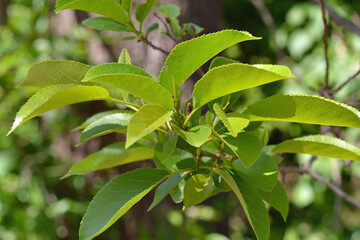 ハンノキ　カバノキ科