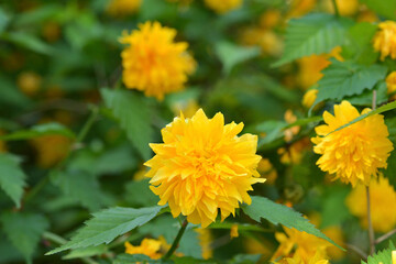 ヤエヤマブキ　バラ科