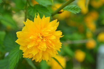 ヤエヤマブキ　バラ科