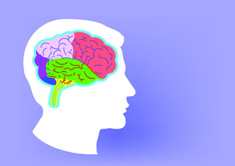 brain schematic raster illustration. Medical science educational illustration. Copy space for your text