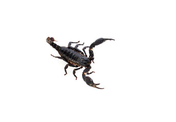 scorpion isolated on white background