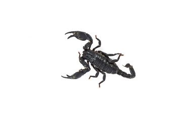 scorpion isolated on white background