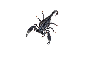scorpion isolated on white background
