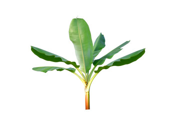 Banana tree isolated on white background