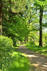 小石川植物園・園内散策路