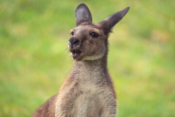 Closeup shot of joey kangaroo on a grassy ground