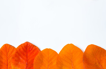 Layout of colorful Сotinus leaves at the bottom as a background for cards and congratulations....