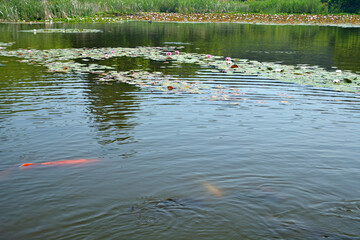 見沼自然公園・修景池