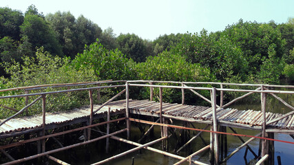 Fototapeta premium Wooden bridge in the mangrove forest area