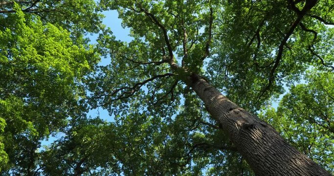 Celtis australis, commonly known as the European nettle tree, Mediterranean hackberry, lote tree, or honeyberry