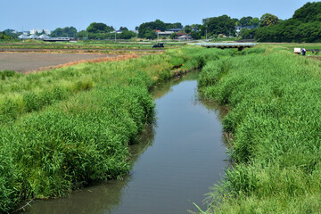 見沼田圃・加田屋川