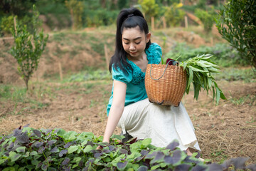 Beautiful young gardener Asia woman with a basket with harvested freshly spinach vegetables in gardens