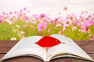 a book and maple leaves spread out in the cosmos field.
