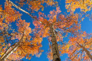 Fototapeta premium Colorful Aspen Treetops
