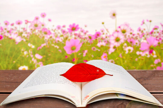 A Book And Maple Leaves Spread Out In The Cosmos Field.