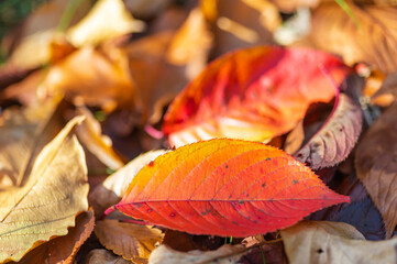 紅葉した赤い桜の葉