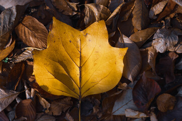 紅葉し落葉した黄色い大きな葉