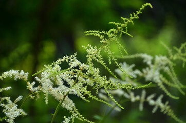 トリアシショウマ　ユキノシタ科
