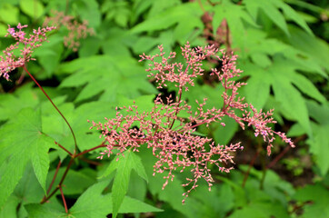 キョウガノコ　バラ科