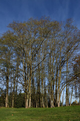 Obraz premium Trees in the park in Redmond, WA, USA